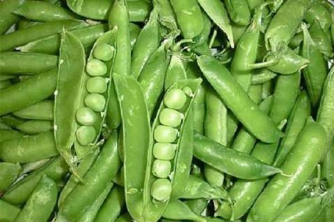 青豆种植时间和生长期养护技巧