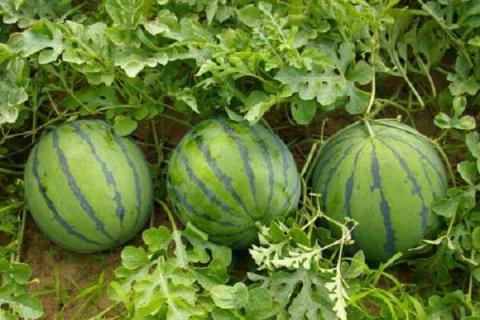 8424西瓜的优缺点有哪些 8424西瓜的产品特点是什么