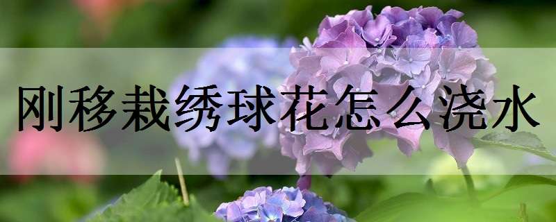 刚移栽绣球花怎么浇水（盆栽绣球花怎么浇水）