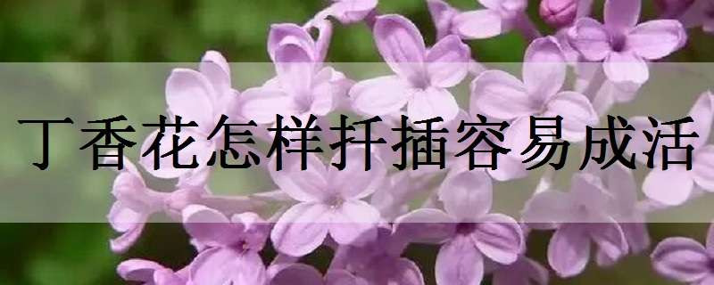 丁香花怎样扦插容易成活（丁香花怎样扦插容易成活图片）