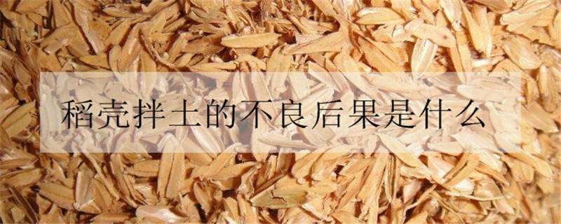 稻壳拌土的不良后果是什么 稻壳可以直接拌土吗