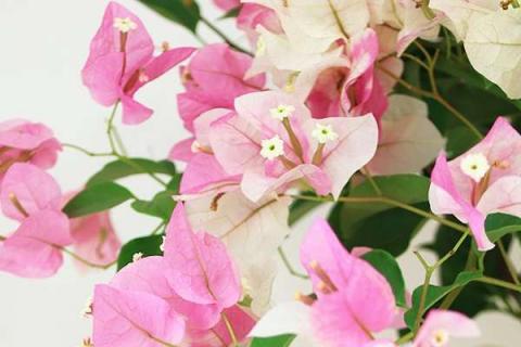 三角梅新叶发黄怎么办（三角梅新叶发黄怎么办视频）