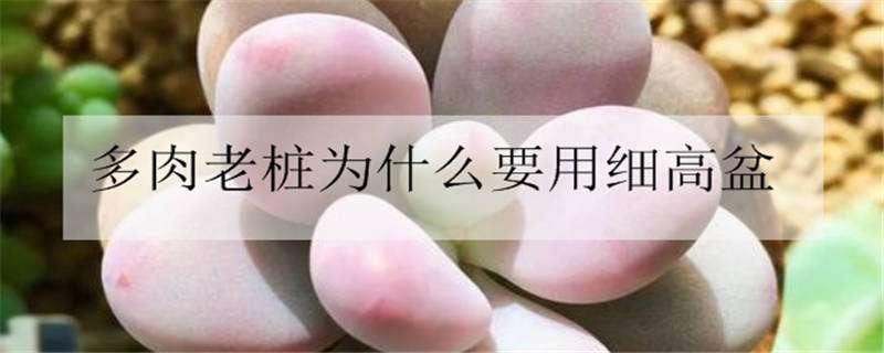 多肉老桩为什么要用细高盆