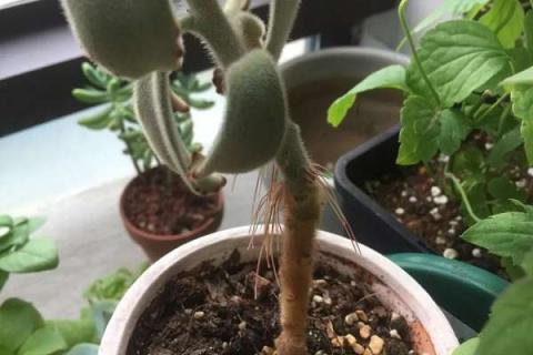 多肉换完盆长气根是什么原因（多肉换完盆长气根是什么原因造成的）