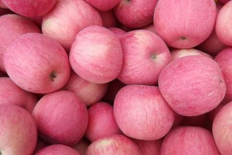 苹果种子育苗步骤及方法有哪些