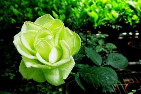 淡绿色的玫瑰叫什么 淡绿色的玫瑰叫什么花