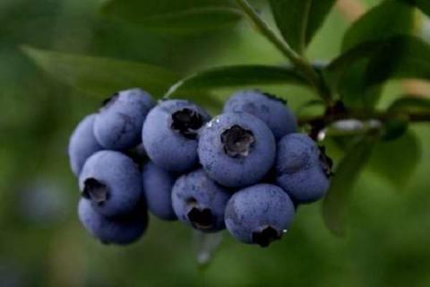 淘米水发酵多久可以浇蓝莓