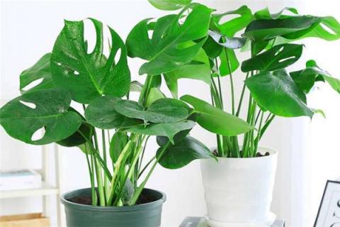 龟背竹怎样用气根繁殖（龟背竹怎样用气根繁殖好）