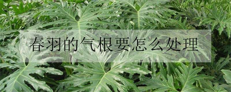 春羽的气根要怎么处理（春羽的气根作用）