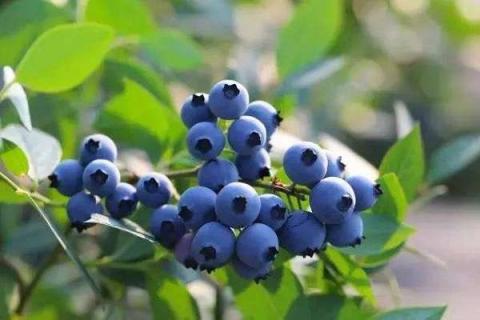 蓝莓施肥的最佳时间 施哪些肥料好