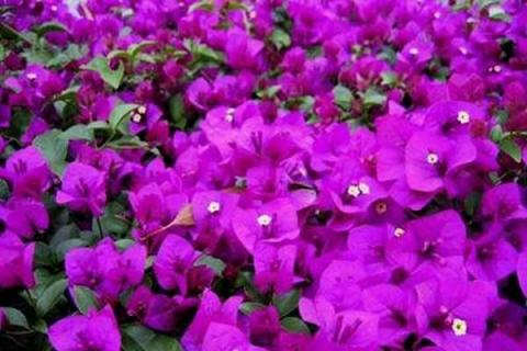紫茉莉几点开花 花期如何养护