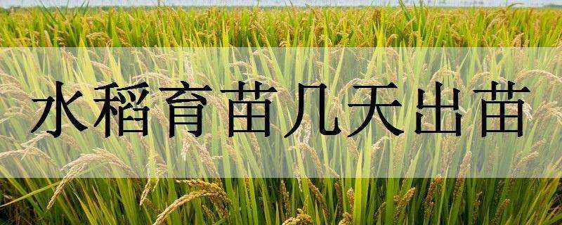 水稻育苗几天出苗