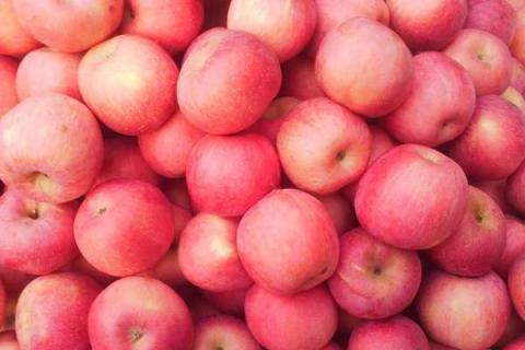苹果种子育苗步骤及方法有哪些