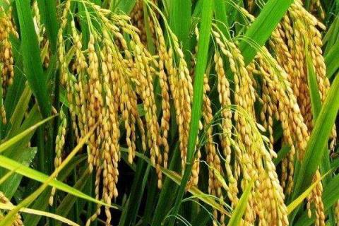 水稻病虫害的防治时间是什么时候 水稻病虫害的防治时间是什么时候开始的