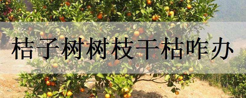 桔子树树枝干枯咋办（盆栽桔子树枝条干枯怎么办）