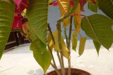 一品红叶子发黑是什么原因（一品红叶子发黑是什么原因呢）