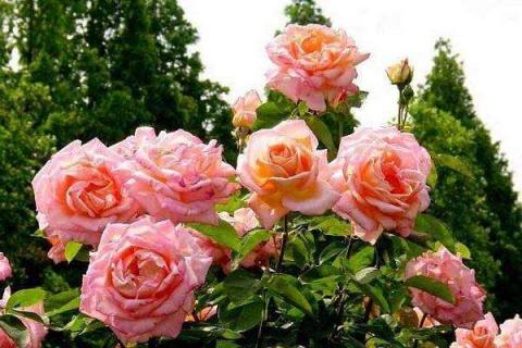 蔷薇扦插一般在几月 提高成活率的方法