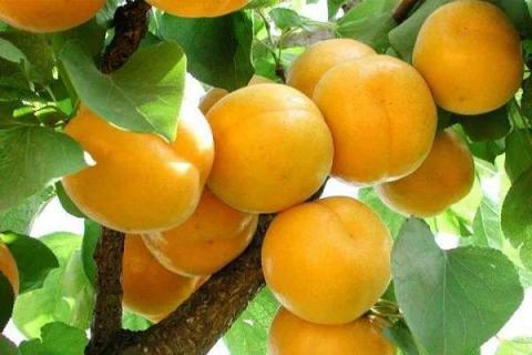 没熟的杏子怎么催熟 杏如何催熟变甜