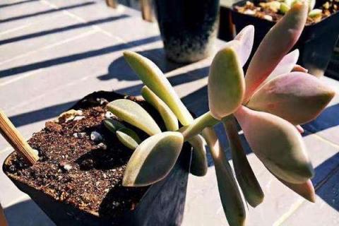 多肉长高了怎么处理（多肉长高了怎么处理干净）