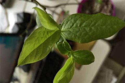 怎么判断树苗死活 怎样判断树苗是否成活