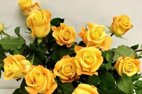 送黄玫瑰是什么意思 黄玫瑰适合送什么人