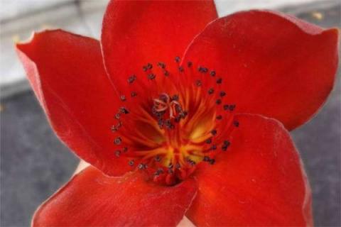 盆栽木棉花如何浇水 盆栽木棉花怎么种植