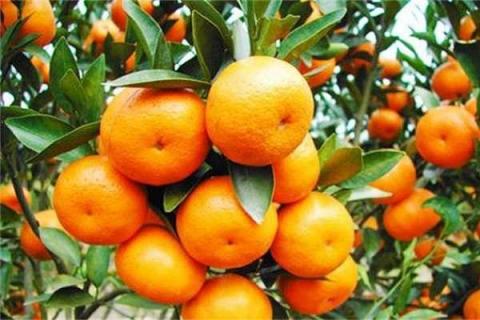 柑橘疮痂病的防治方法 用什么药效果好