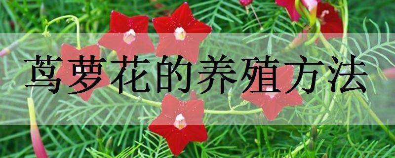 茑萝花的养殖方法