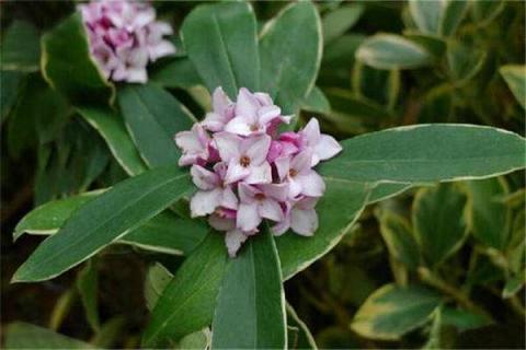 金边瑞香叶子发黄掉叶能活吗 金边瑞香叶子发黄掉叶怎么办