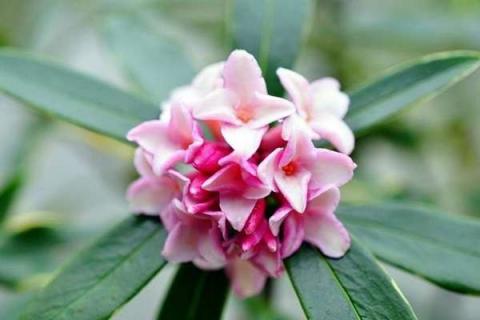 金边瑞香开花图片 金边瑞香开花图片片