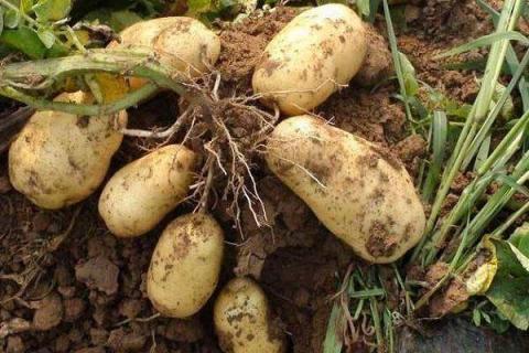 土豆开花后施什么肥料能提高产量