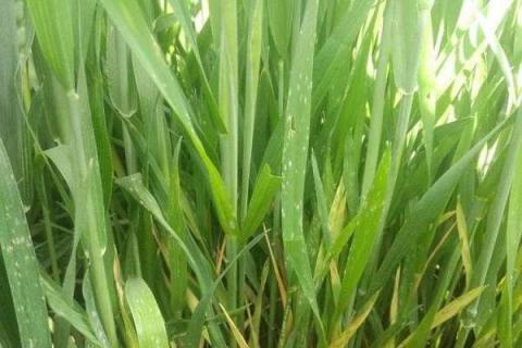 小麦孕穗期水肥管理 施肥技巧有哪些