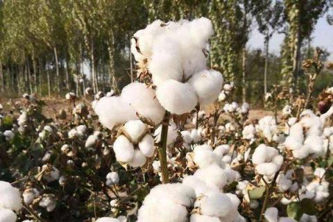 打顶能提高棉花产量的原因 打顶能提高棉花产量的原因 如何科学摘心打顶