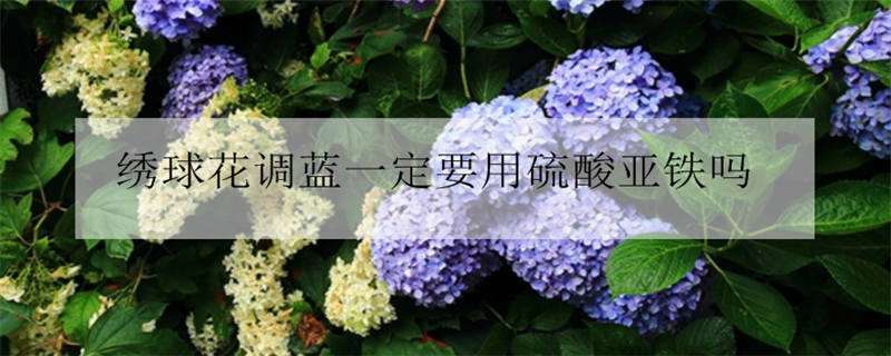 绣球花调蓝一定要用硫酸亚铁吗 绣球调蓝先用硫酸亚铁还是硫酸铝