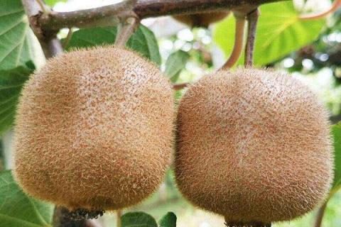 猕猴桃用什么肥料果实更甜 猕猴桃用什么肥料果实更甜一些