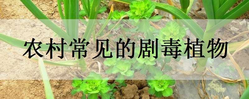 农村常见的剧毒植物（农村常见的剧毒植物图片）