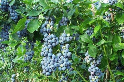 蓝莓树如何修剪 蓝莓树如何修剪才长得盛茂旺