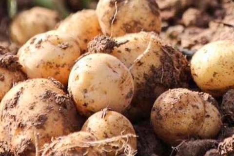 脲铵氮肥可以用于土豆吗（脲铵氮肥可以用于土豆吗为什么）