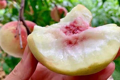 桃子增加甜度用什么药