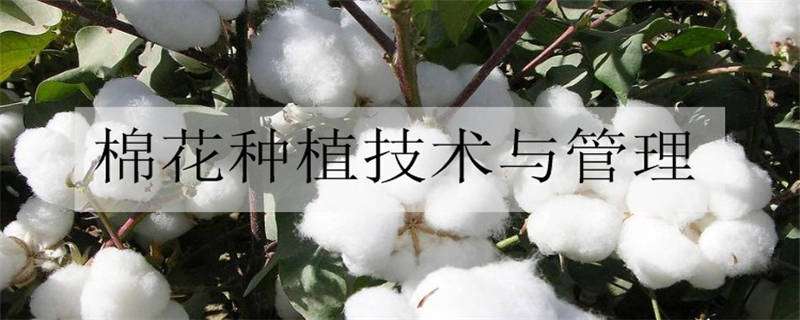 棉花种植技术与管理