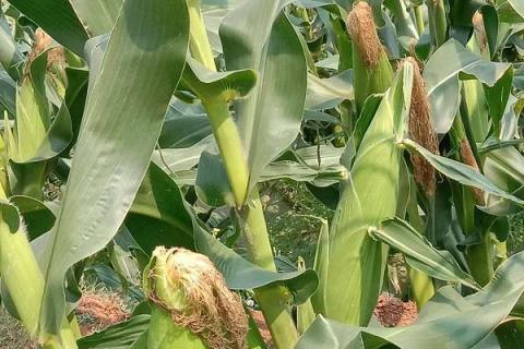 玉米攻苞肥什么时候施 使用哪些肥料好