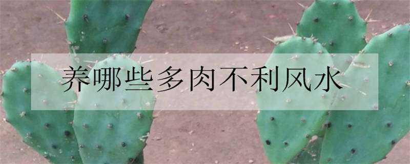 养哪些多肉不利风水（多肉对家庭风水影响）