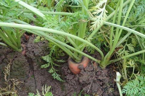 种胡萝卜7月份晚不晚 种植方法有哪些
