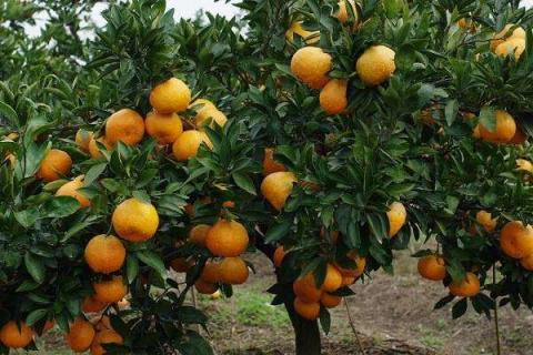 如何嫁接橘子树成活率较高 如何嫁接橘子树成活率较高一点