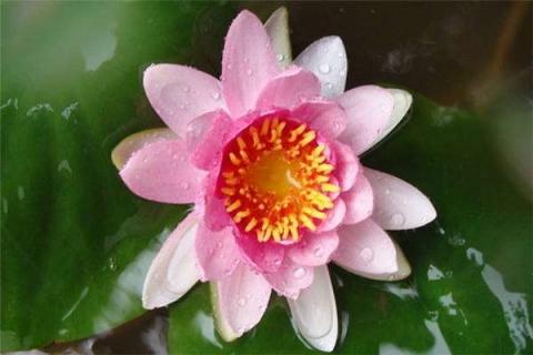 碗莲入土后怎么换水（碗莲入土后怎么换水视频）