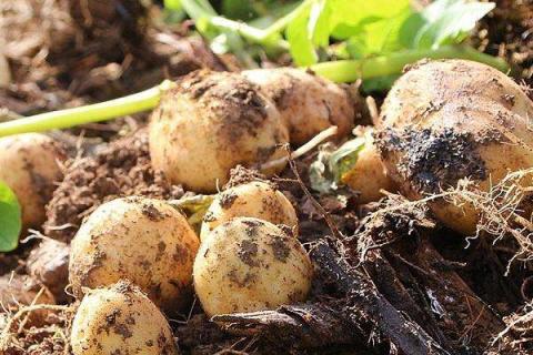 土豆二次追肥用什么肥料 怎么施肥效果好