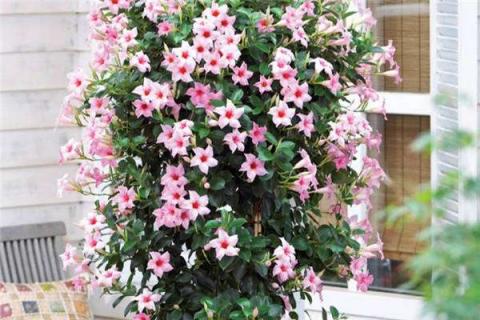 一个花盆里种几棵飘香藤好（飘香藤花一盆栽几棵）