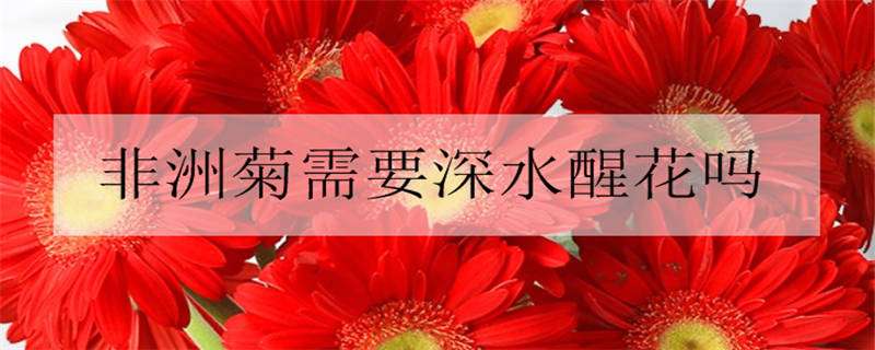非洲菊需要深水醒花吗（非洲菊醒花几小时）