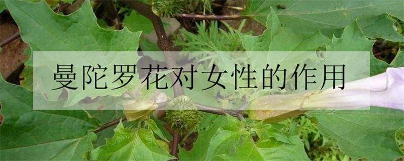 曼陀罗花对女性的作用（曼陀罗花对女性的作用是什么）