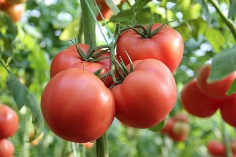 番茄裂果的原因有哪些 如何预防西红柿畸形